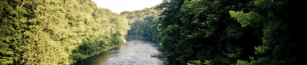 river surrounded by forest